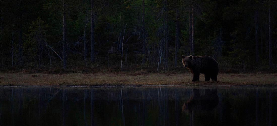 Bruine beer in de Finse nacht