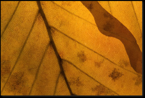 Herfstblad