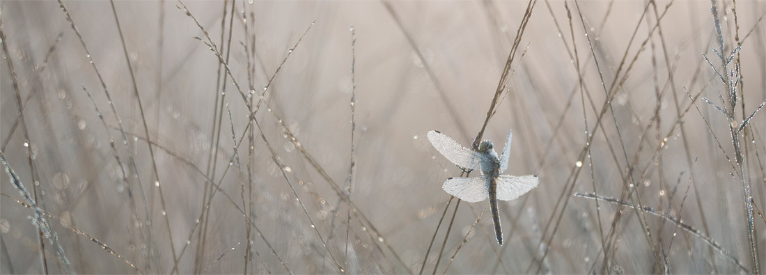 Zwarte heidelibel