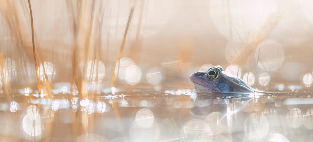 Heikikker in magisch tegenlicht met en bokeh