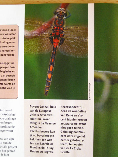 Mijn foto van een venwitsnuitlibel in de grasduinen.