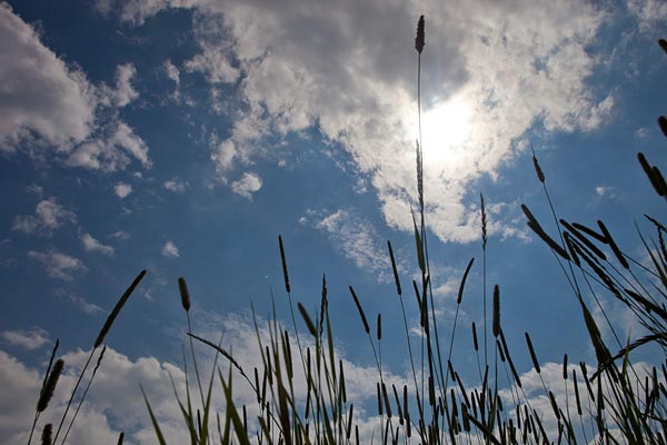 Grassen op Schokland voor het thema jong-en-dynamisch