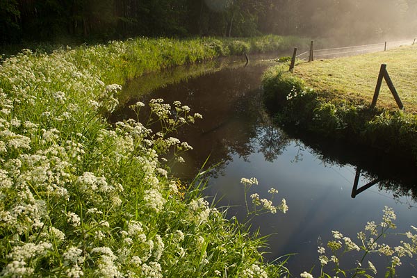 Urkerbos in het voorjaar met fluitekruid