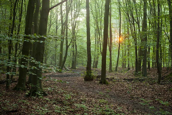 Urkerbos - een stuk beukenbos met het eerste zonnetje