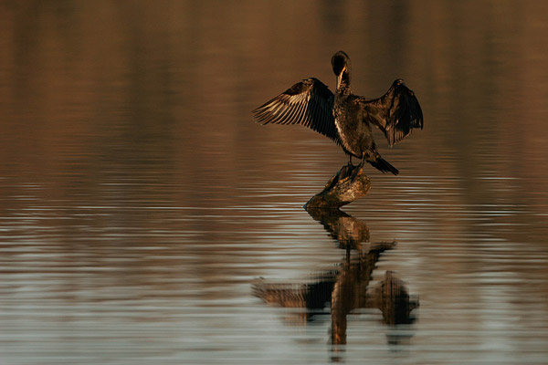 Aalscholver (Phalacrocorax carbo) 