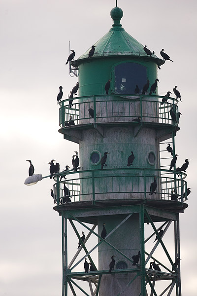 Aalscholver (Phalacrocorax carbo) 