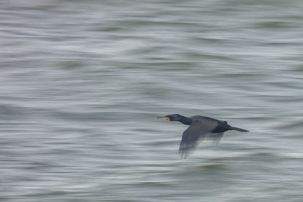 Aalscholver (Phalacrocorax carbo) in vlucht met trage sluitertijd