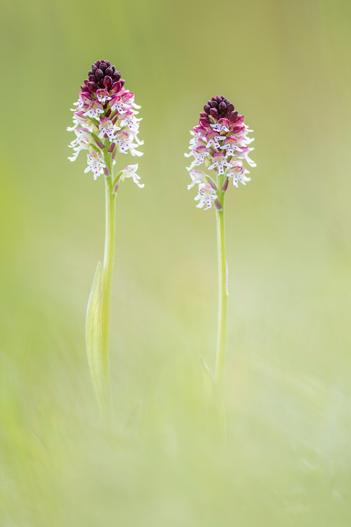 Koppeltje aangebrande orchissen in bloei