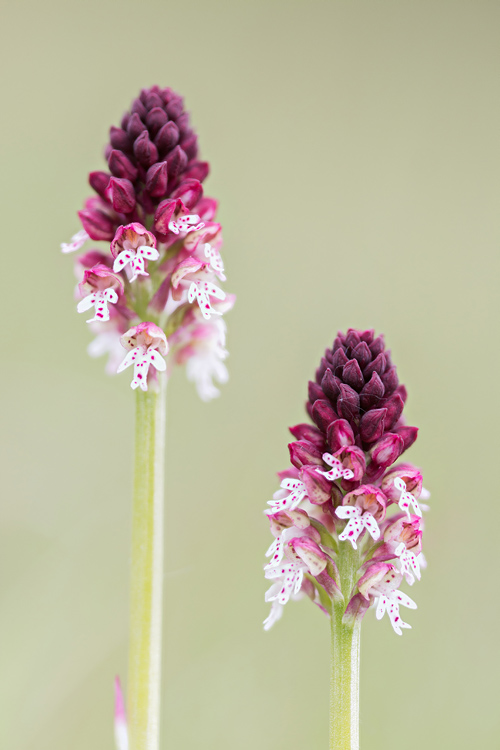 Aangebrande orchis (Neotinea ustulata)