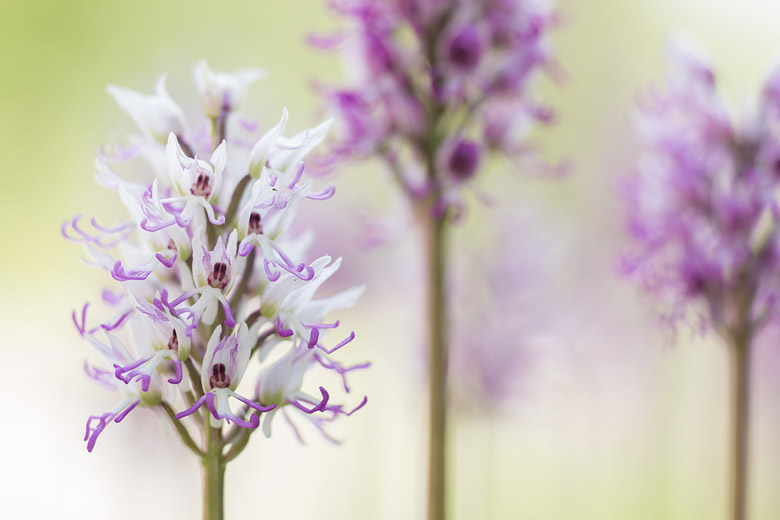 AAapjesorchis (Orchis simia) 