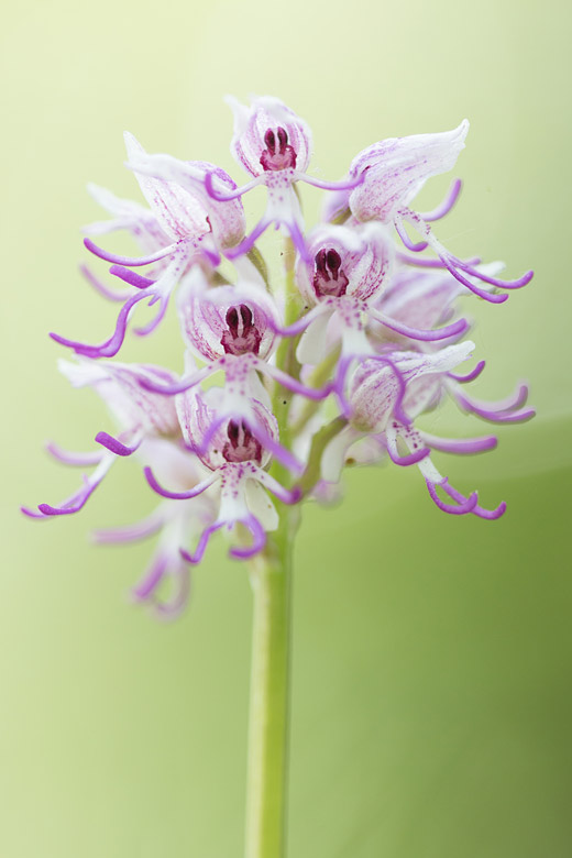 AAapjesorchis (Orchis simia) 