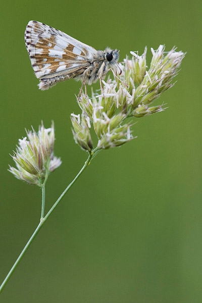 Aardbeivlinder (Pyrgus malvae) 