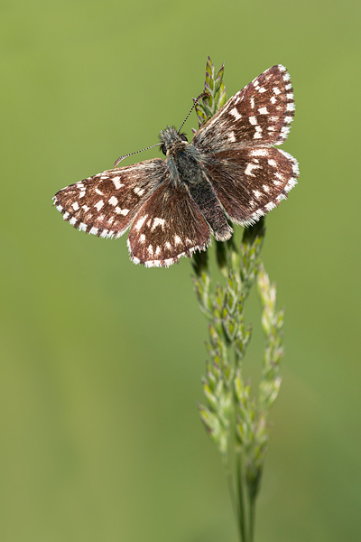 Aardbeivlinder (Pyrgus malvae) rustend op smalle weegbree