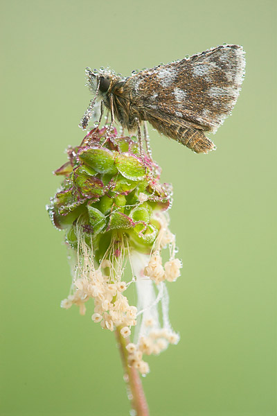 Aardbeivlinder (Pyrgus malvae) onder de dauw