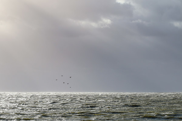 Een groepje zaagbekken vliegt voor de zonnestralen over het IJsselmeer