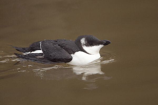 Juveniele alk in winterkleed in de haven van Lauwersoog