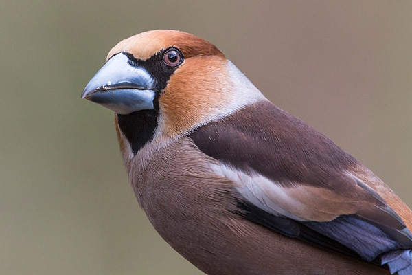 Kopportret van een appelvink