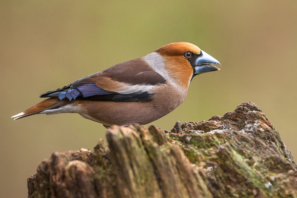 Mannetjes Appelvink (Coccothraustes coccothraustes) 