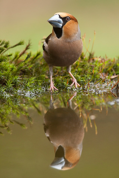 Mannetjes Appelvink (Coccothraustes coccothraustes) in tweevoud