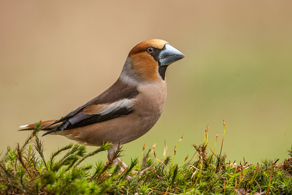 Mannetjes Appelvink (Coccothraustes coccothraustes) 