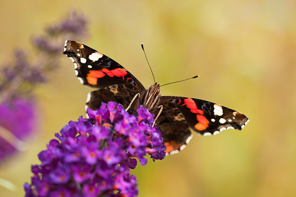 Atalanta (vanessa atalanta) in tegenlicht op de vlinderstruik