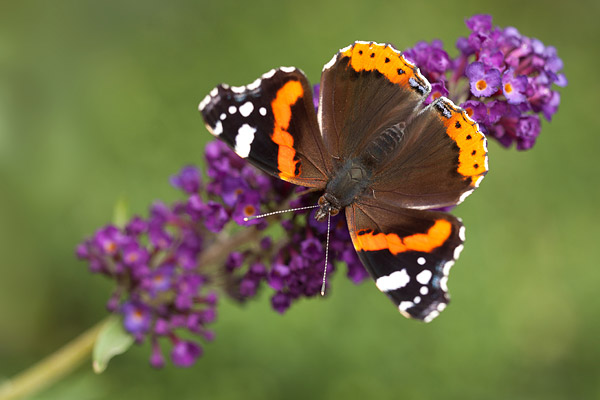 Atalanta (Vanessa atalanta) 