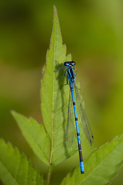 Azuurwaterjuffer (Coenagrion puella) Azuurwaterjuffer (Coenagrion puella)