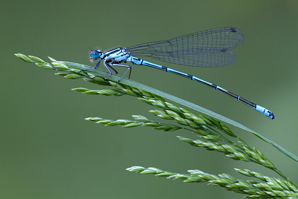 Azuurwaterjuffer (Coenagrion puella) man