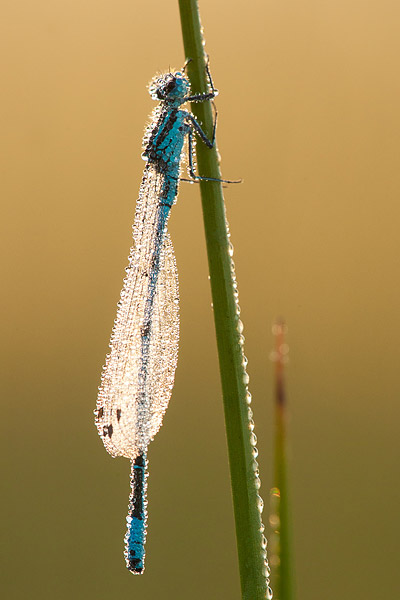 Azuurwaterjuffer met bokeh bubbels