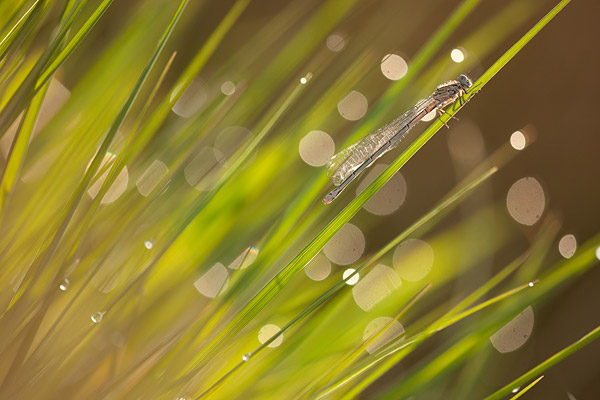 Azuurwaterjuffer met bokeh bubbels