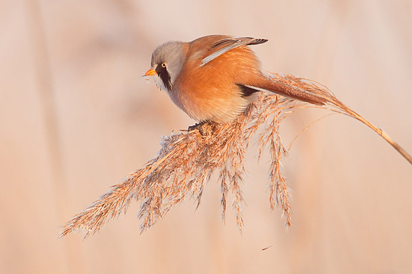 Baardmannetje (Panurus Biarmicus) in tegenlicht.