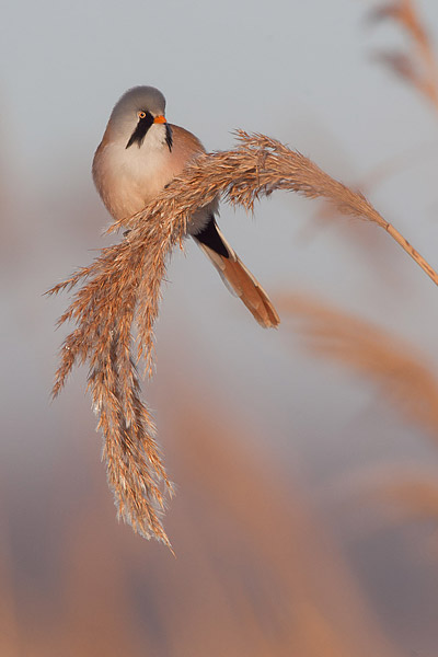 Baardmannetje (Panurus biarmicus) in rietpluim