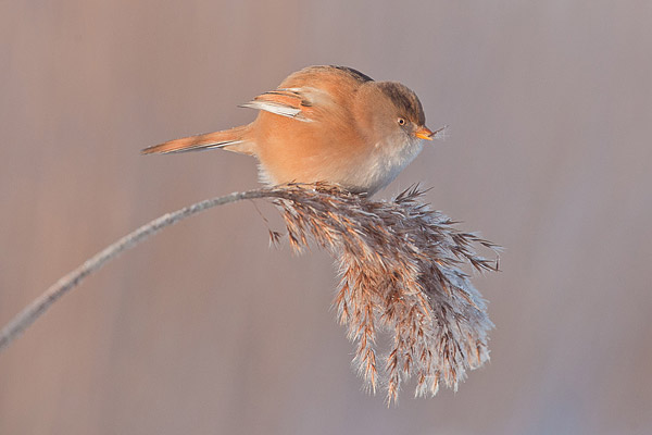 Baardmannetje (Panurus biarmicus) vrouwtje in het riet