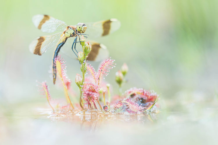 Vrouwtje Bandheidelibel (Sympetrum pedemontanum) gevangen in kleine zonnedauw