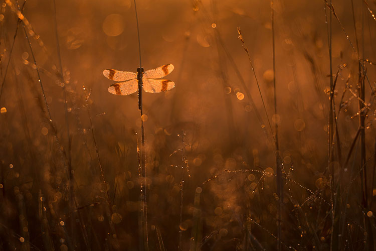 Bedauwde bandheidelibel (Sympetrum pedemontanum) tussen grassen in tegenlicht