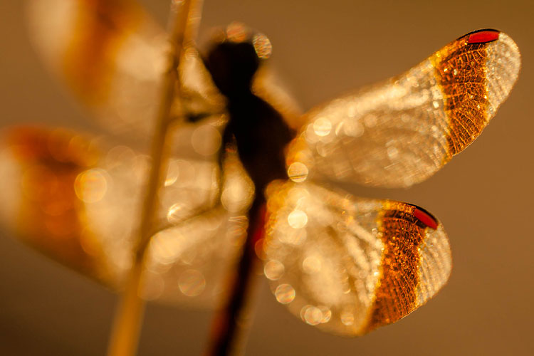 Abstracte benadering van een Bandheidelibel (Sympetrum pedemontanum) man 