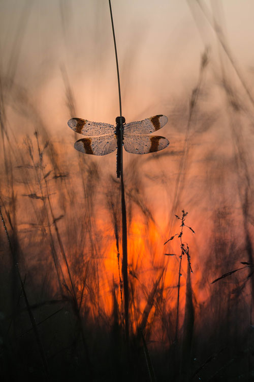 Bandheidelibel (Sympetrum pedemontanum) met de opkomende zon