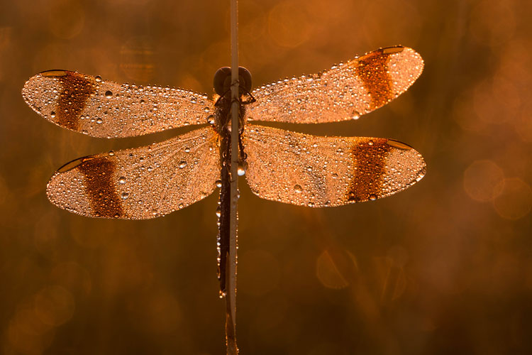 Bandheidelibel (Sympetrum pedemontanum) voor de opkomende zon