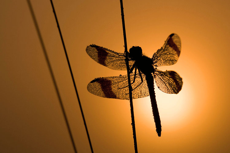 Bandheidelibel (Sympetrum pedemontanum) silhouet