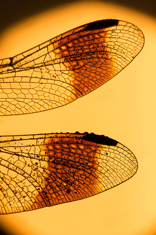 Close-up van de vleugeltoppen van de Bandheidelibel (Sympetrum pedemontanum)