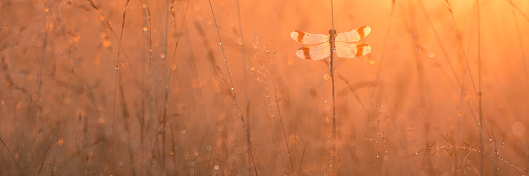 Bandheidelibel (Sympetrum pedemontanum) tussen de grassen bij zonsopkomst