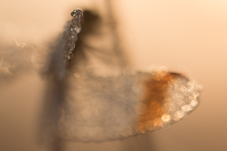 Mannetje bandheidelibel (Sympetrum pedemontanum) in pittig tegenlicht