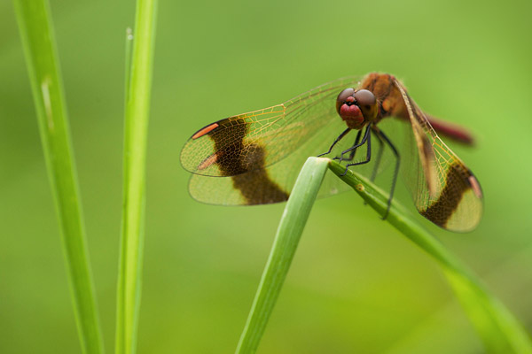 Bandheidelibel (Sympetrum pedemontanum) man Bandheidelibel (Sympetrum pedemontanum) man