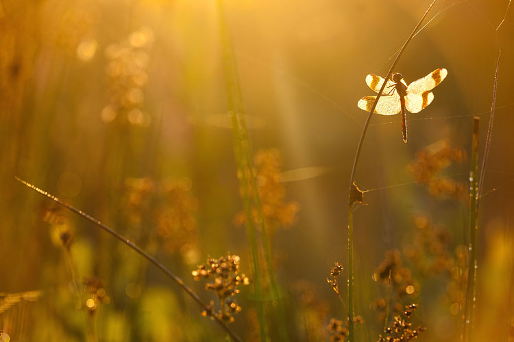 Bandheidelibel (Sympetrum pedemontanum) in tegenlicht