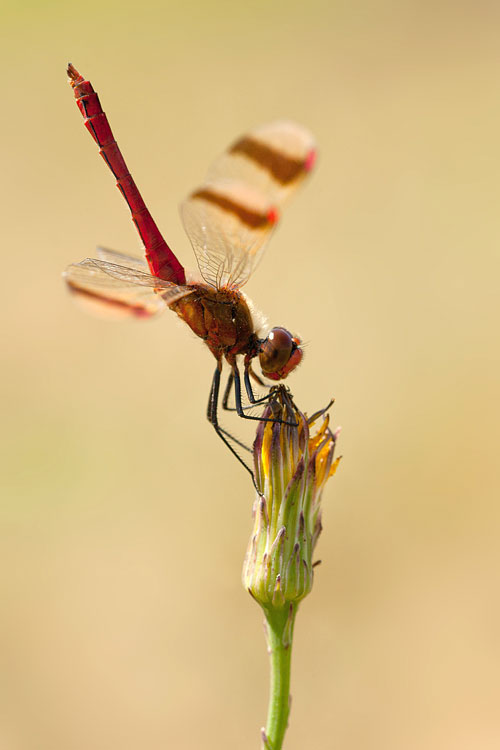 Bandheidelibel (Sympetrum pedemontanum) in obelisk houding