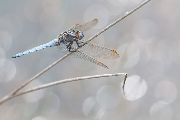 Beekoeverlibel (Orthetrum coerulescens) met bokeh