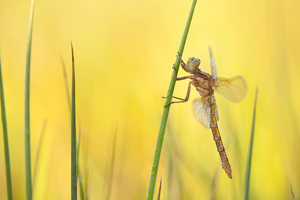 Beekoeverlibel (Orthetrum coerulescens) vrouwtje