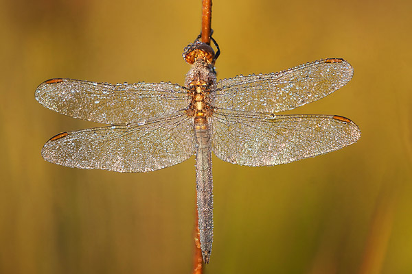 Beekoeverlibel (Orthetrum coerulescens) mannetje onder de dauw