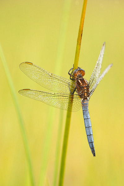 Beekoeverlibel (Orthetrum coerulescens) mannetje onder de dauw