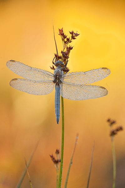 Bedauwde beekoeverlibel (Orthetrum coerulescens) in Limburg